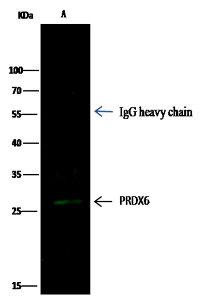 Anti-Peroxiredoxin 6/PRDX6 Monoclonal Antibody