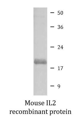 Mouse IL1RA recombinant protein (Active)