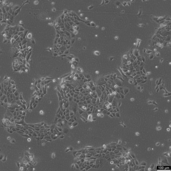 UWO23 Cells
