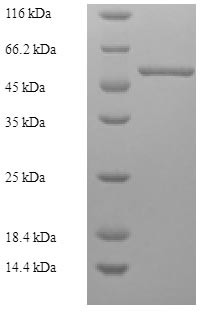 Renin receptor (ATP6AP2), human, recombinant
