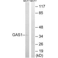 Anti-GAS1