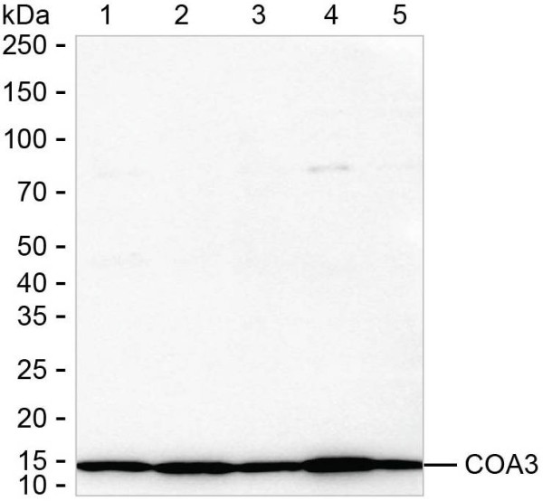 Anti-COA3