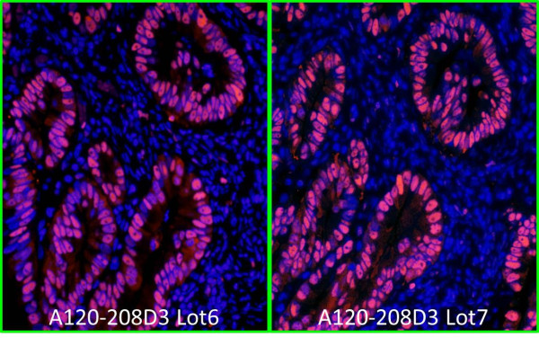 Anti-Rabbit IgG-heavy and light chain cross-adsorbed, DyLight(R) 550 conjugated