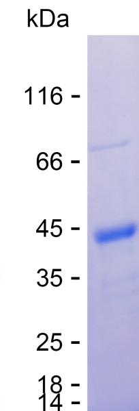 Recombinant Human EIF4EBP2 Protein