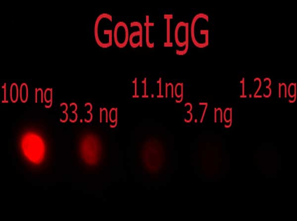 Anti-Goat IgG (H&amp;L) [Donkey] (Min X Ch GP Ham Hs Hu Ms Rb &amp; Rt serum proteins) Phycoerythrin conjuga