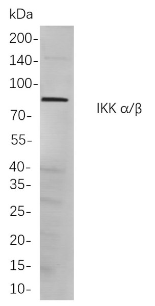 Anti-Recombinant IKK alpha/beta, clone 9A9