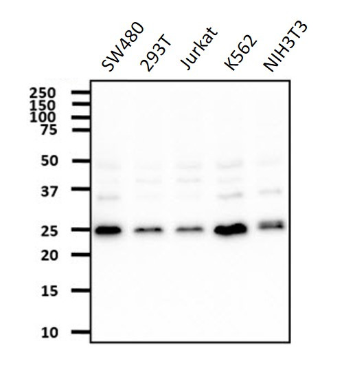 Anti-REXO2, clone 59D9