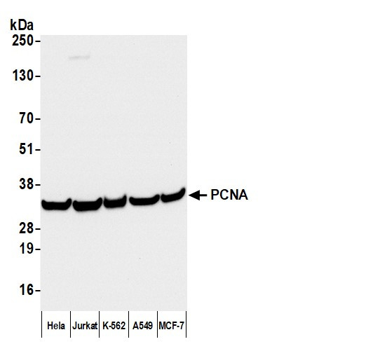 Anti-Mouse IgG-heavy and light chain cross-adsorbed, HRP conjugated