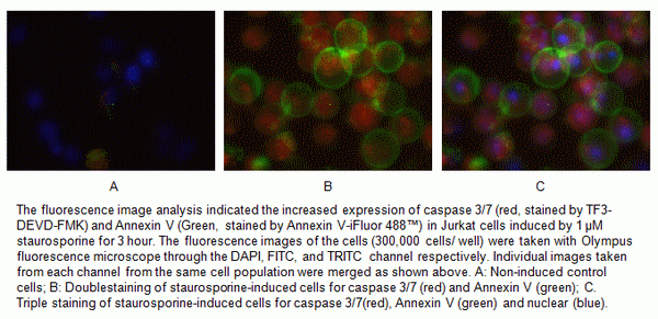 Cell Meter(TM) Live Cell Caspase 3/7 and Phosphatidylserine Detection Kit