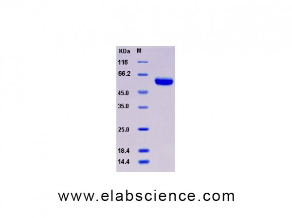 Recombinant Human Osteoprotegerin / TNFRSF11B Protein (His tag)