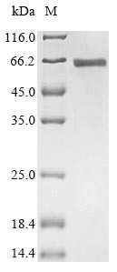 Serum response factor (SRF), human, recombinant