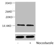 Anti-Phospho-Histone H2A (Ser129) (PACO00136)