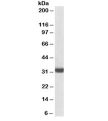 Anti-MyD88 [Biotin Conjugate]