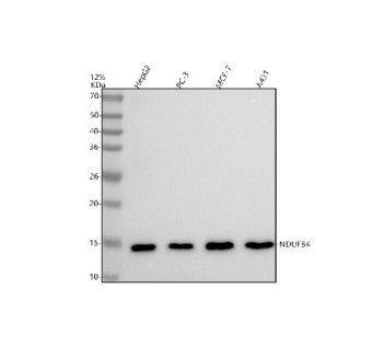 Anti-NDUFB4 / NADH dehydrogenase ubiquinone 1 beta subcomplex subunit 4, clone 30N45