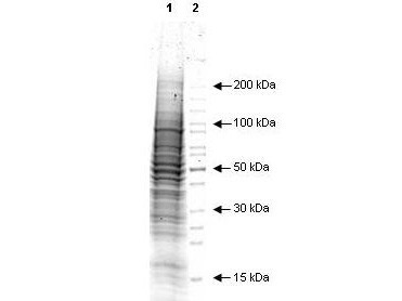 EGF Stimulated A431 Whole Cell Lysate, 1.0 mg/ml by BCA assay, in 1X SDS-PAGE Sample Buffer