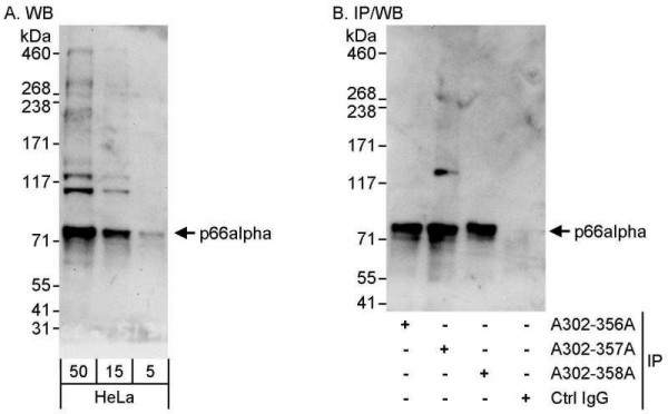 Anti-p66alpha