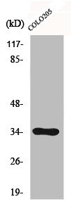 Anti-CDC34