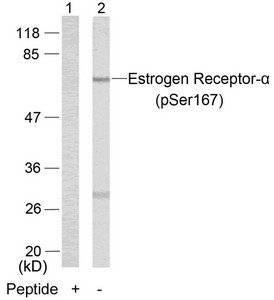 Anti-Phospho-ESR1 (Ser167)