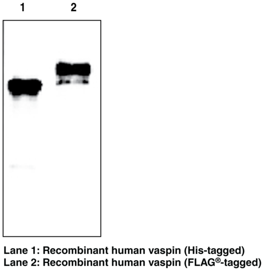 Anti-Vaspin (human) (Clone VP63)