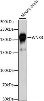 Anti-WNK3