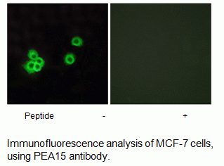 Anti-PEA15