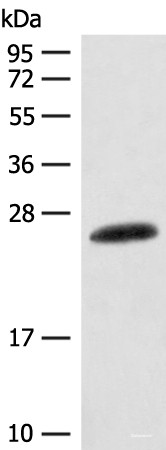 Anti-CSNK2B