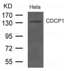 Anti-CDCP1(CD318)