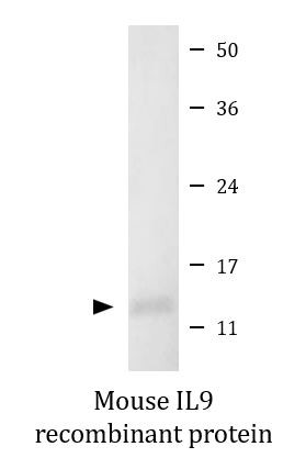 Mouse IL9 recombinant protein (Active)