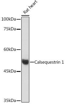 Anti-Calsequestrin 1