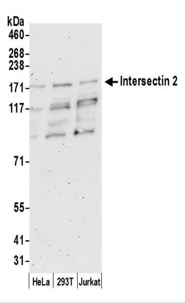 Anti-Intersectin 2