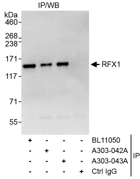 Anti-RFX1