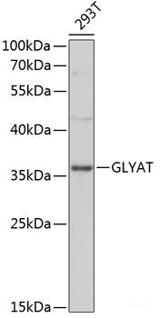 Anti-GLYAT