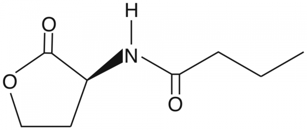 N-butyryl-L-Homoserine lactone