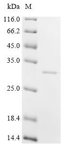 Coagulation factor V (F5), partial, swine, recombinant