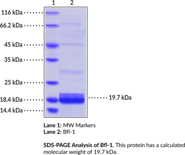 Bfl-1 (human, recombinant)