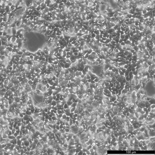 AAV-293 Cells
