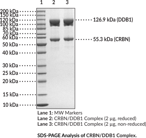 CRBN/DDB1 Complex (human, recombinant)