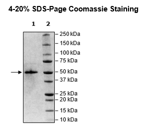 Nucleocapsid Protein (B.1.1.529, Omicron Variant), Avi-His-Tag (SARS-CoV-2)