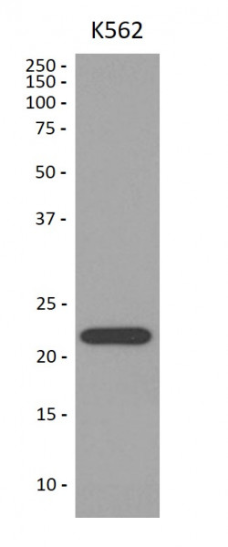 Anti-Peroxiredoxin 1