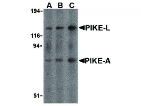 Anti-PIKE