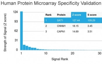 Anti-SAT1 / Spermidine/spermine N(1)-acetyltransferase 1, clone CPTC-SAT1-3