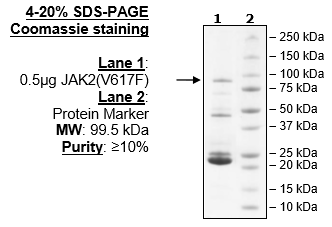 Jak2 (V617F), GST-Tag, Avi-Tag, Biotin-Labeled