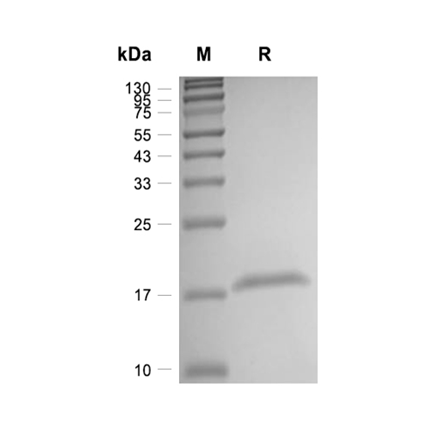 Acidic Fibroblast Growth Factor (FGF-1) Recombinant (Mouse)