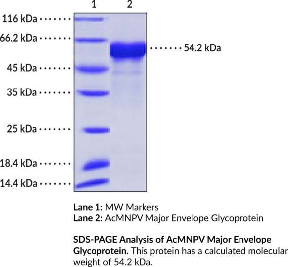 AcMNPV Major Envelope Glycoprotein (recombinant)