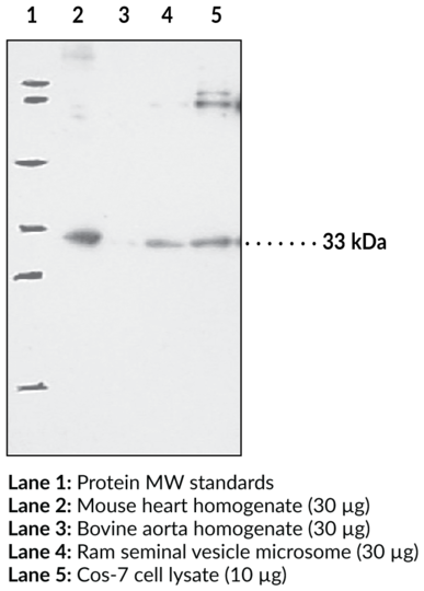 Anti-Prostaglandin E Synthase-2 (microsomal)