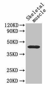 Anti-Cd46