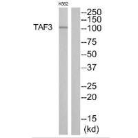 Anti-TAF3