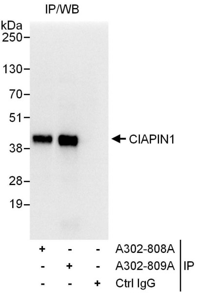 Anti-CIAPIN1