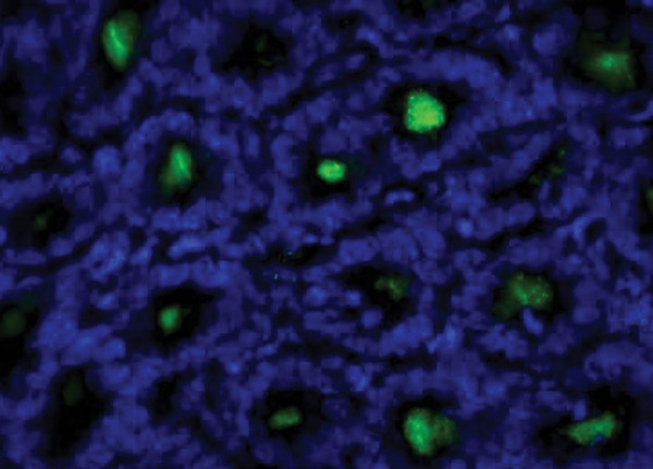 Anti-Rat IgG1 [G17E7] (FITC) [Mouse]