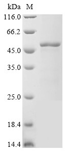 Cell division protein FtsZ (ftsZ), Mycobacterium tuberculosis, recombinant